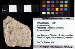 Foto (Objket + Etiketten) von Goniodromites sp. 